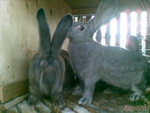 Продаются кролики крупных пород фландр и серый великан Город Уфа e8d92f99e-129194213-orig.jpg