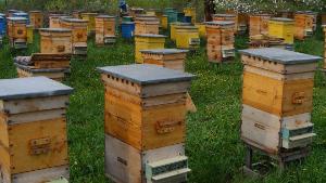 Готовый состав для обработки пчелиных ульев на основе нафтената меди Город Красноярск
