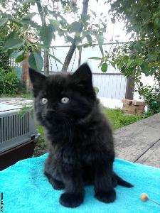 Красивые котята: черные очень пушистые мальчик и девочка в дар Город Уфа 74357322.jpg