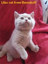 Британские котята из питомника кошек Ольги Барсуковой Город Уфа IMG_15191.jpg