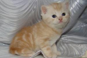 Продаются британские котята Город Уфа DSC02268.JPG