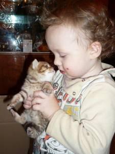 Продам британских короткошерстных котят редкого окраса Город Уфа кис1.jpg