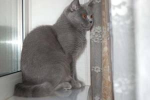 крупный британский породистый кот голубого окраса ждет невест  Город Уфа amalia_b3.jpg